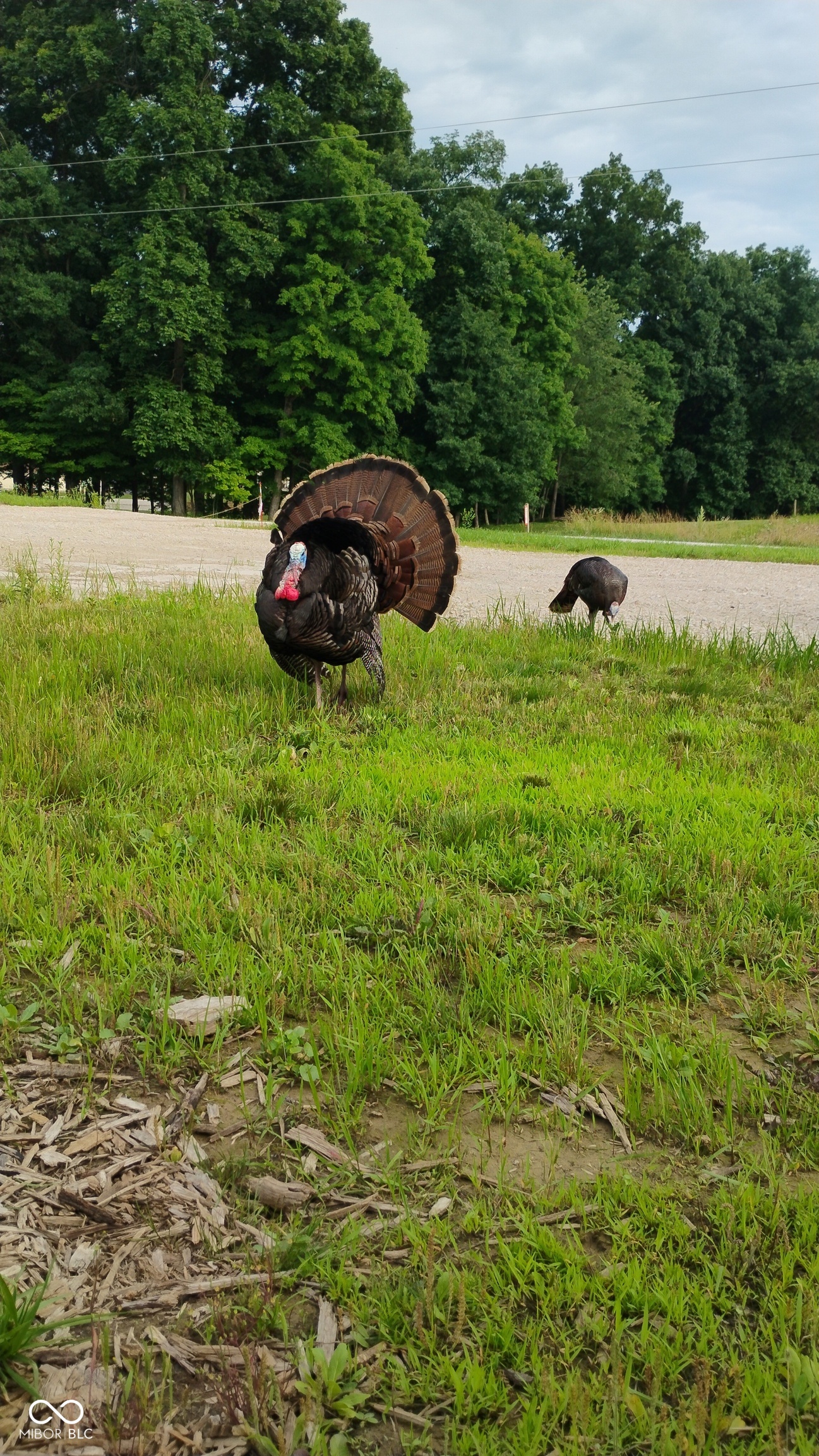 9993 Newport Road Bowling Green, IN 47833 - Photo 42 of 67