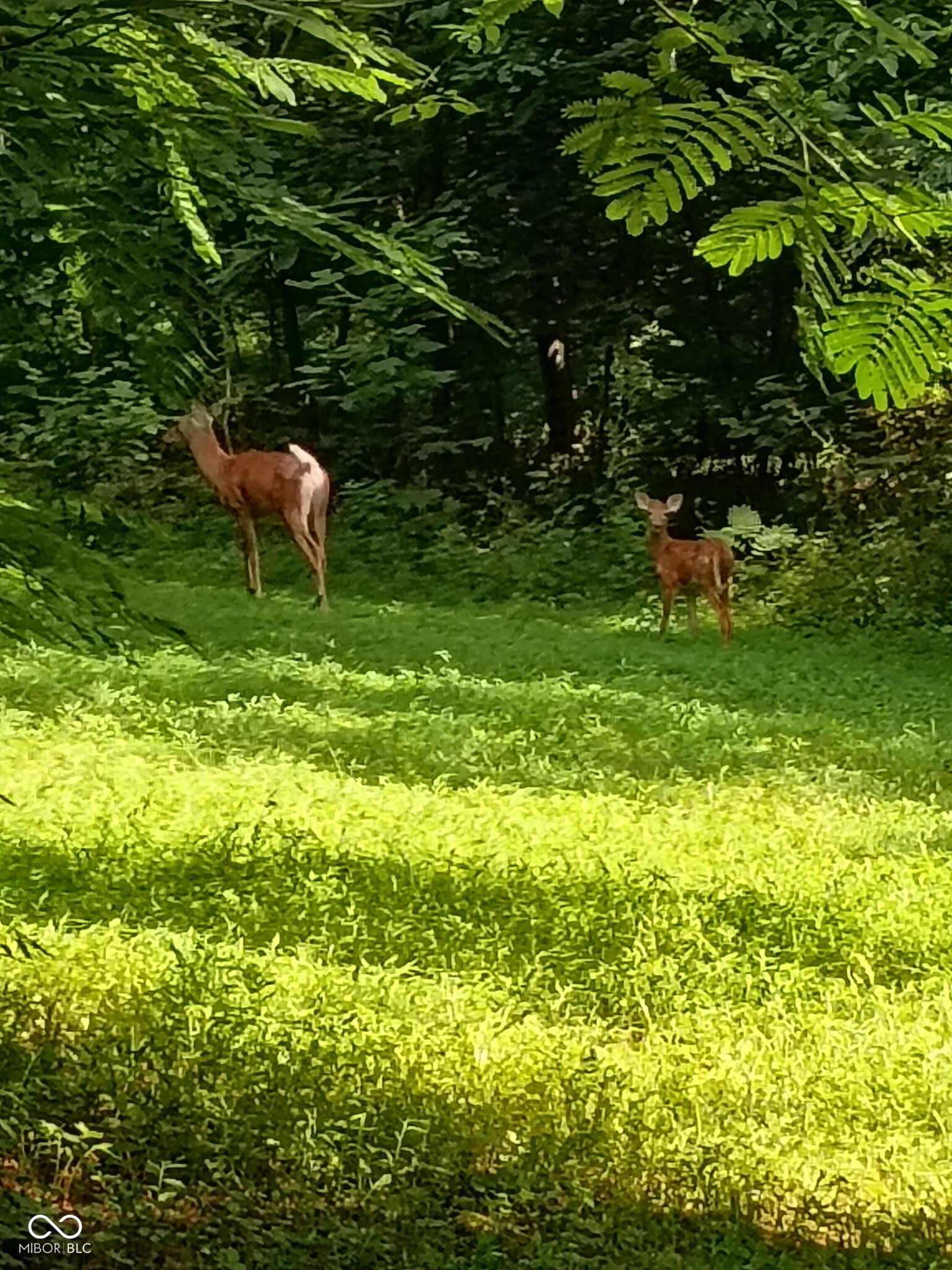 9993 Newport Road Bowling Green, IN 47833 - Photo 44 of 67