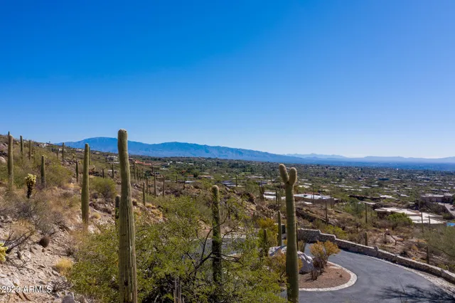 a view of a large tree