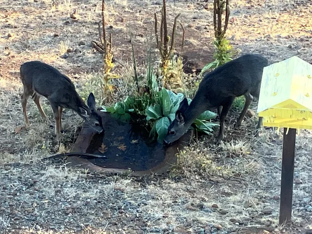 $980,000 | 6360 Wilson Hill Road, Shingletown, CA 96088