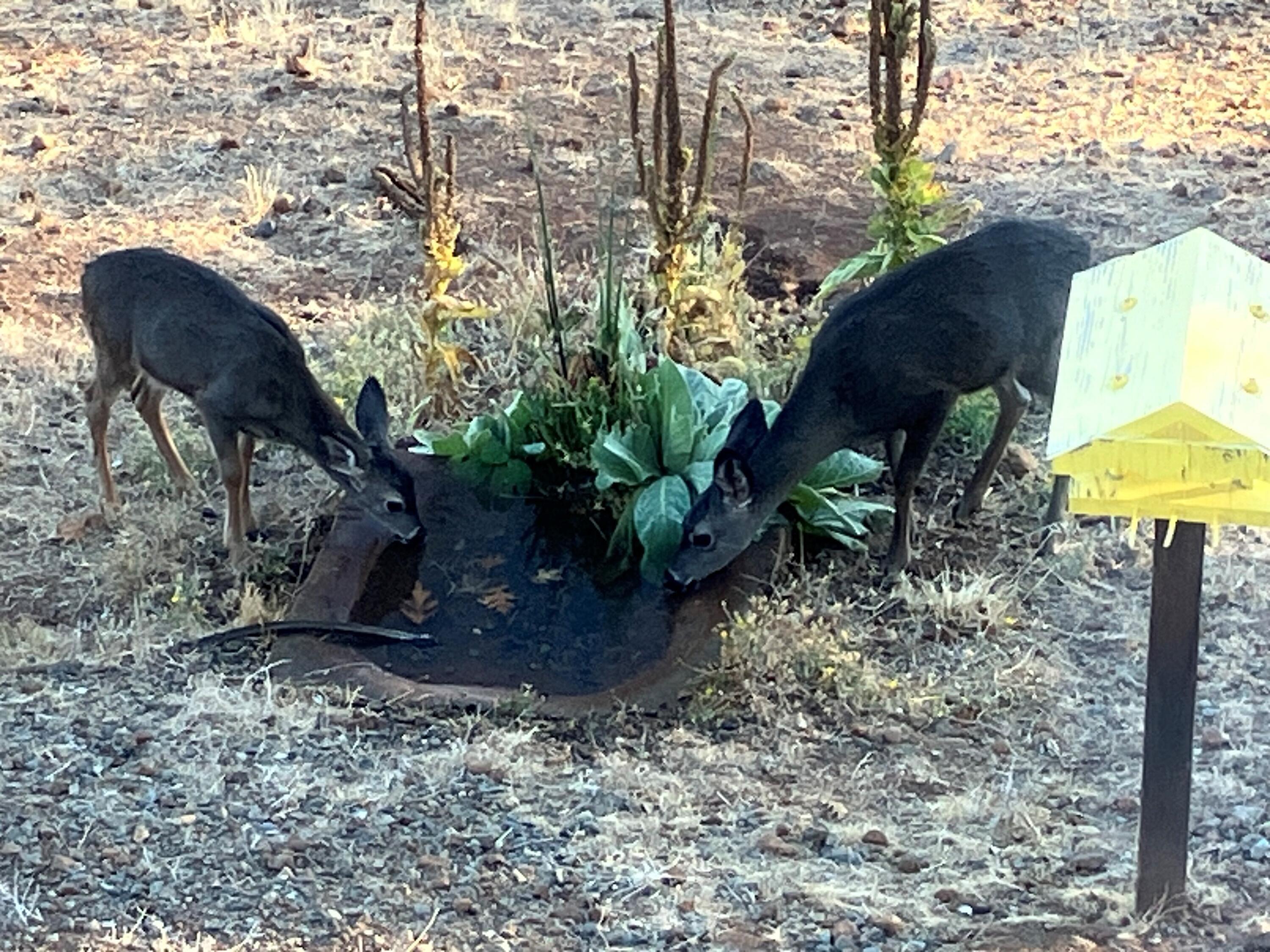 6360 Wilson Hill Road Shingletown, CA 96088 - Photo 71 of 79 Animal Watering Pond