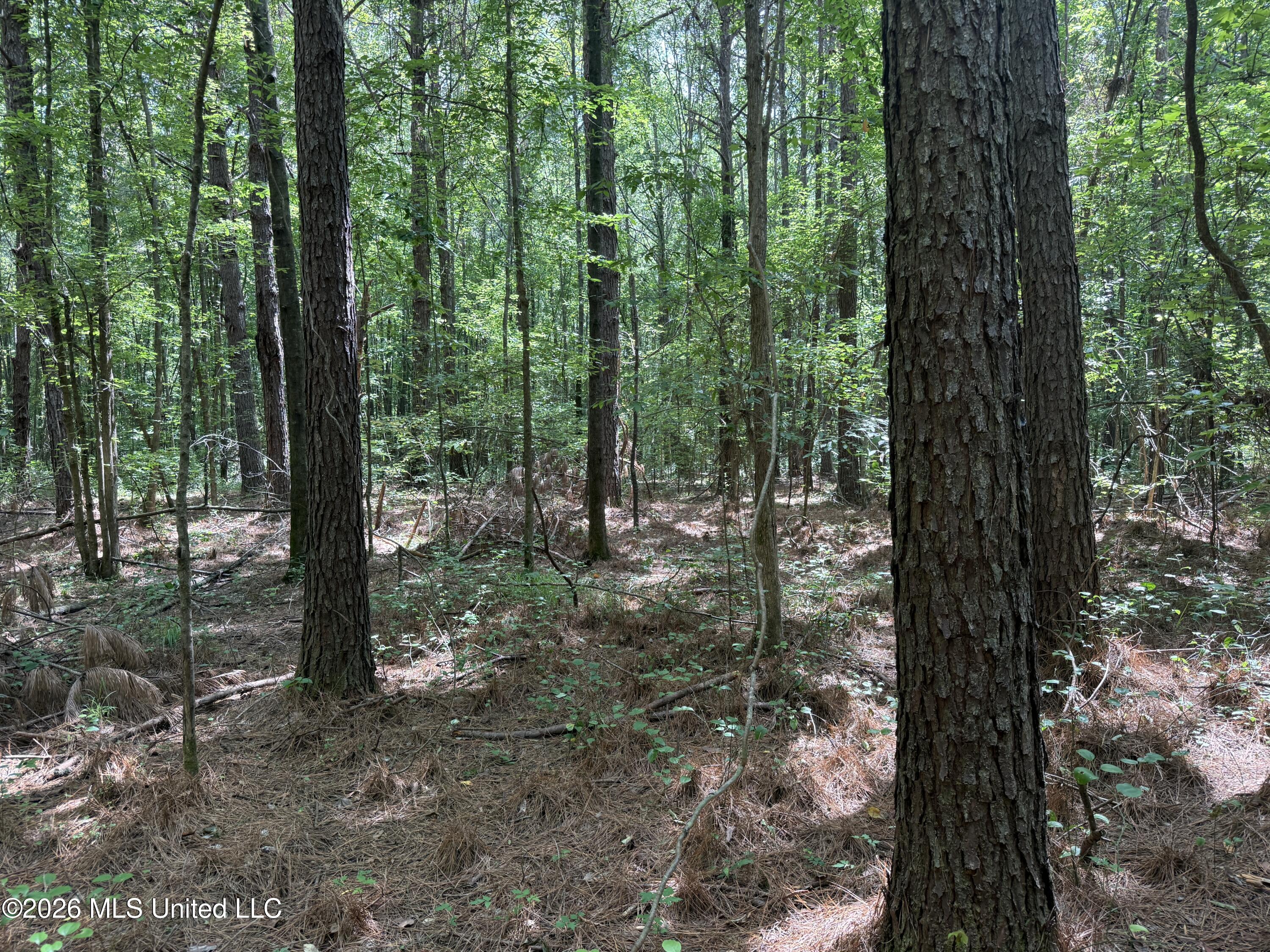 407 Highway Kilmichael Ms 39747 French Camp, MS 39745 - Photo 3 of 26 3
