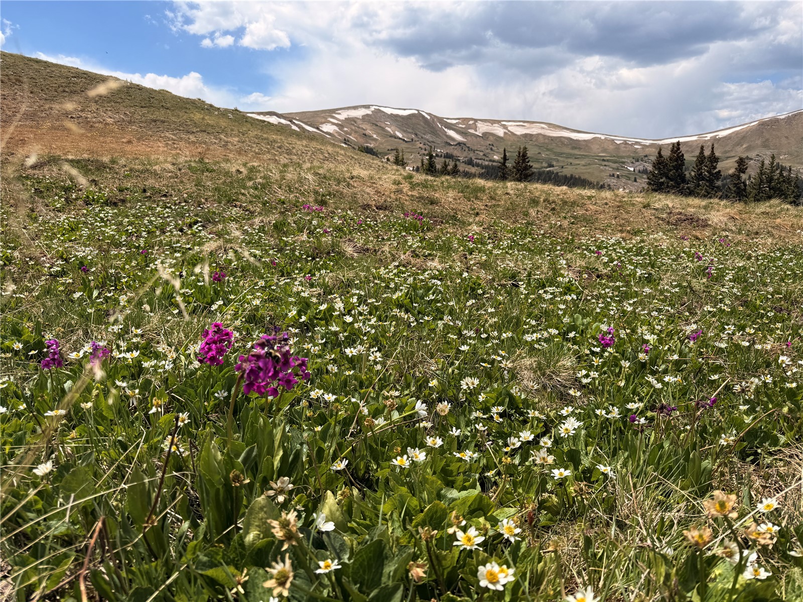 1234 Saints John Road Dillon, CO 80435 - Photo 4 of 50