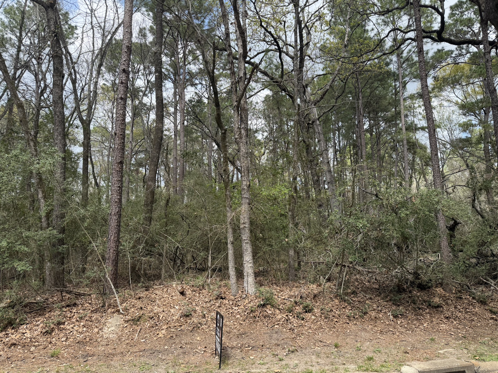 Tbd Bay Hill Road Point Blank, TX 77364 - Photo 6 of 9 a view of a forest with trees