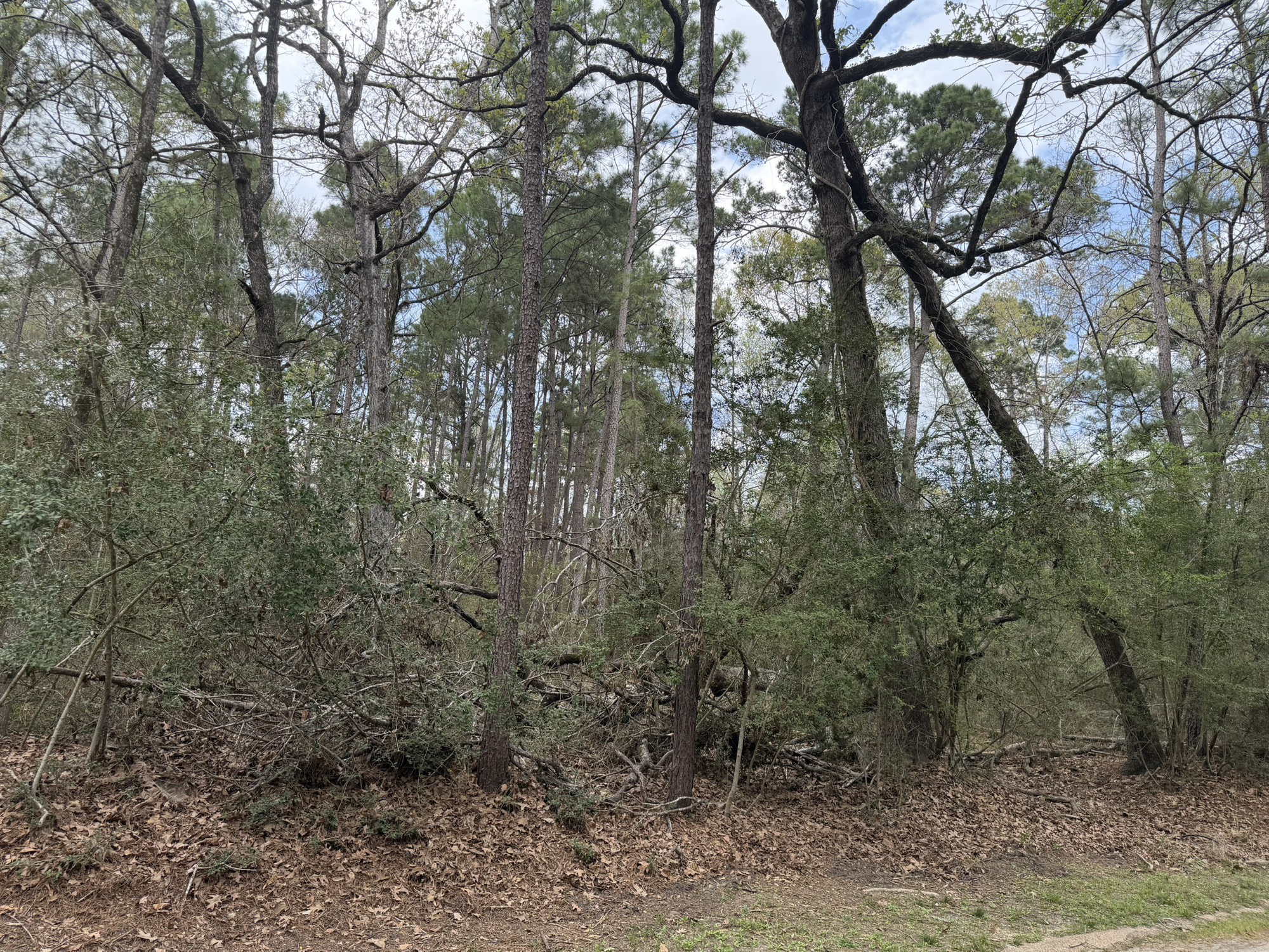Tbd Bay Hill Road Point Blank, TX 77364 - Photo 7 of 9 a view of a forest filled with trees
