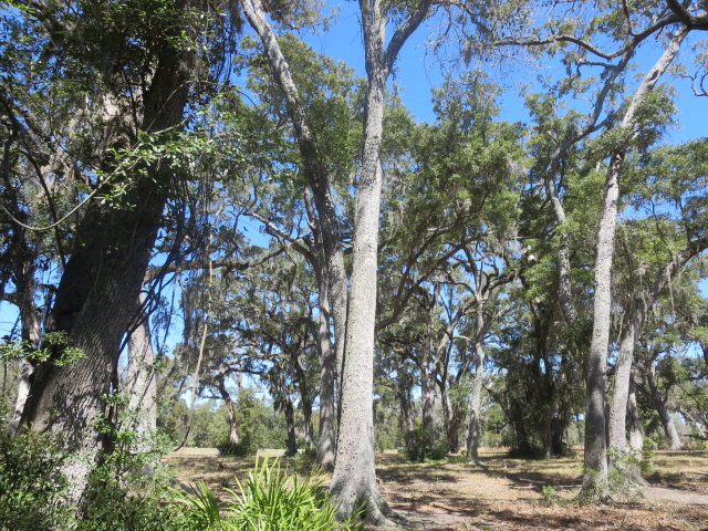 38 Coopers Point Drive Northeast Townsend, GA 31331 - Photo 3 of 6