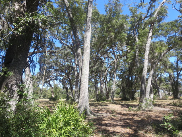 38 Coopers Point Drive Northeast Townsend, GA 31331 - Photo 4 of 6