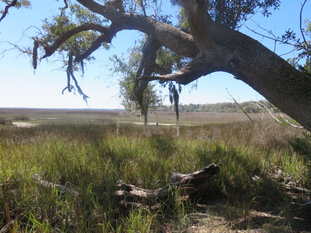 38 Coopers Point Drive Northeast Townsend, GA 31331 - Photo 6 of 6