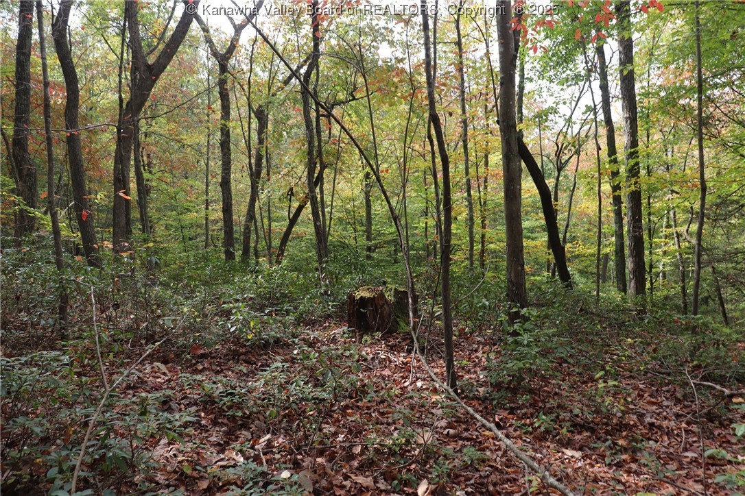 0 Route 26 Road Maysel, WV 25133 - Photo 15 of 46 Gallery Image 15