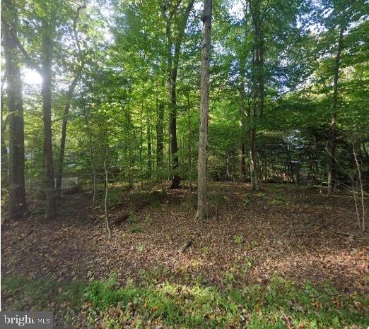 a view of a forest with trees in the background