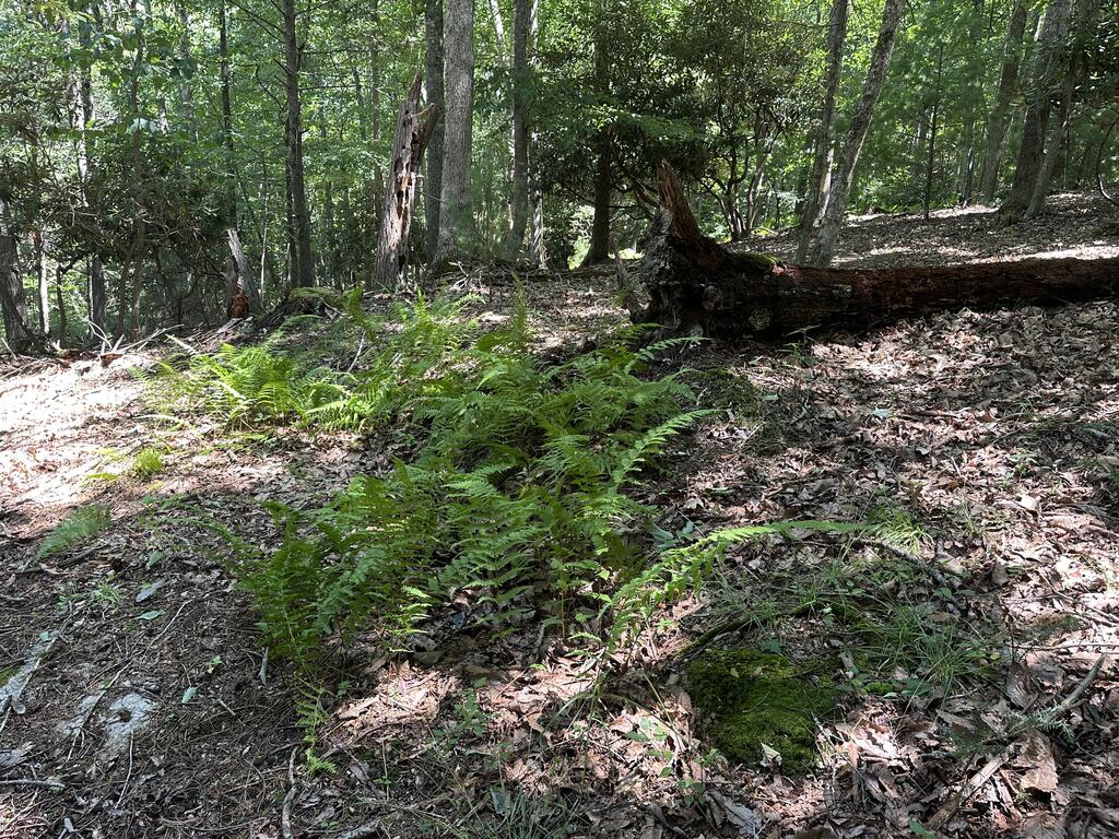 1299 Vista Road Independence, VA 24348 - Photo 12 of 23 Gallery Image 12