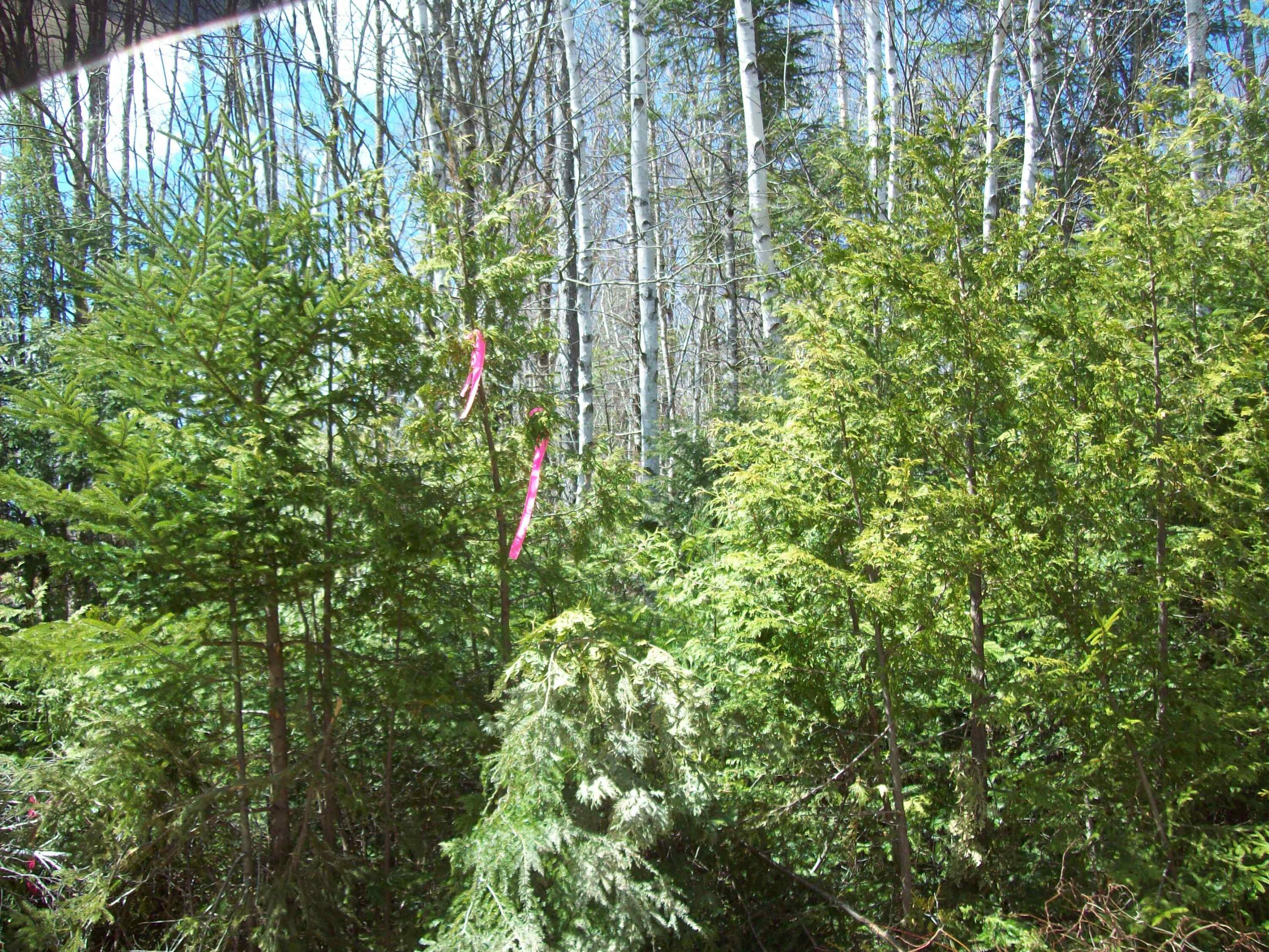 T7 R3 Nbpp Me 04487 Road Springfield, ME 04487 - Photo 2 of 5 100_3376
