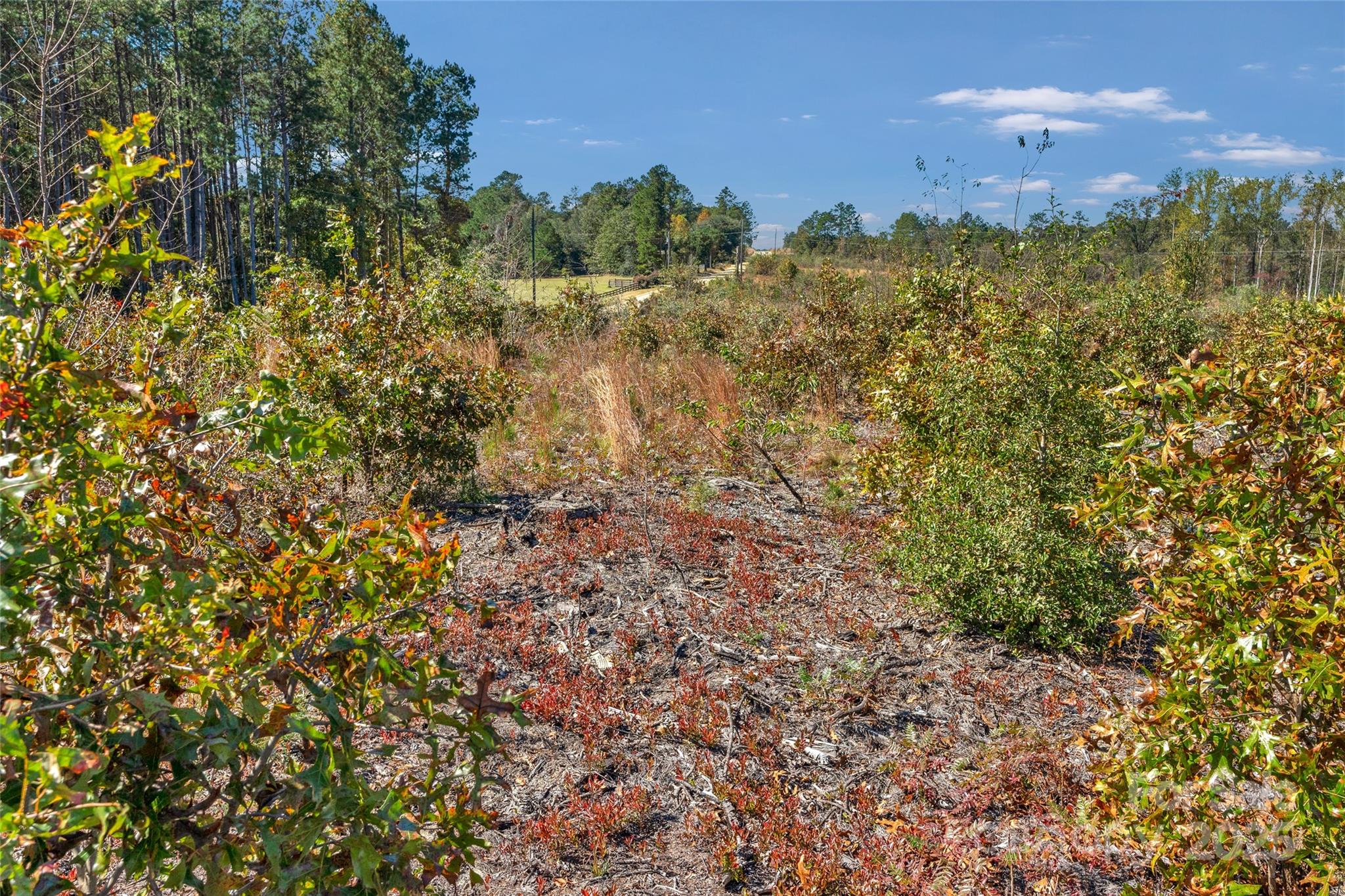 0 Riley Road, Unit 3 Chesterfield, SC 29709 - Photo 7 of 24 a view of a large yard with lots of bushes