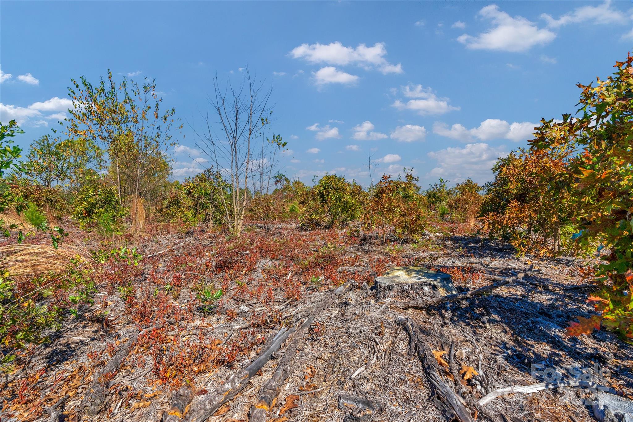 0 Riley Road, Unit 3 Chesterfield, SC 29709 - Photo 8 of 24 a view of a yard