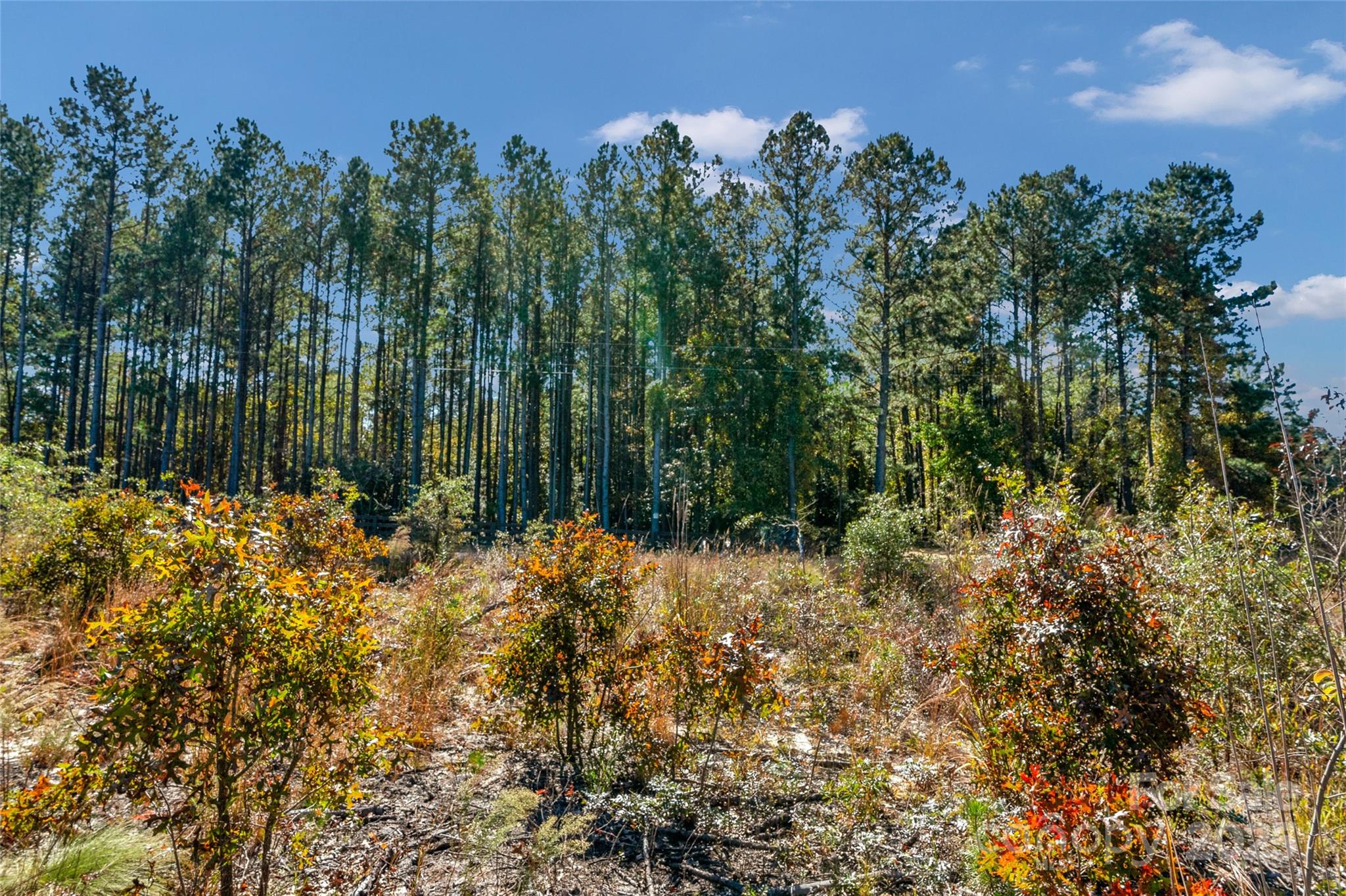 0 Riley Road, Unit 3 Chesterfield, SC 29709 - Photo 9 of 24 a view of a garden with plants and large trees