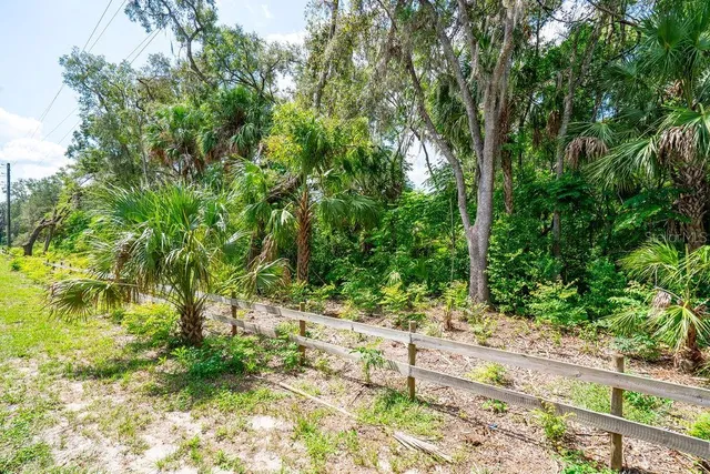 a view of a park with large trees