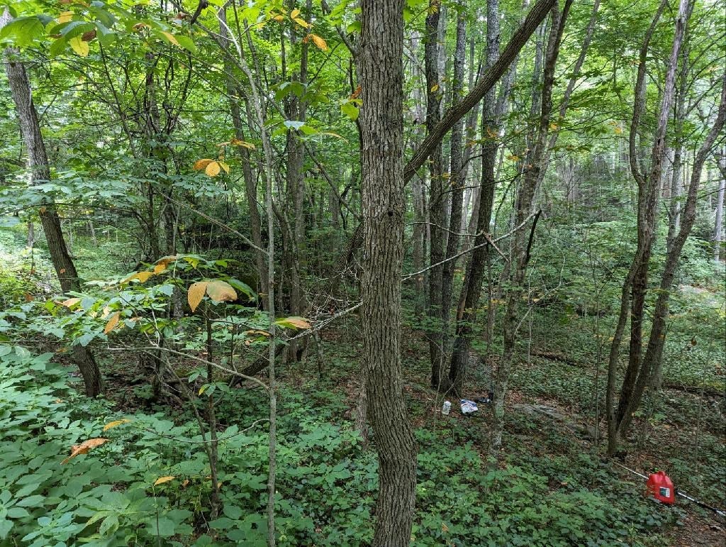 Tbd Tbd Sturgills Road Whitetop, VA 24292 - Photo 4 of 15 Gallery Image 4
