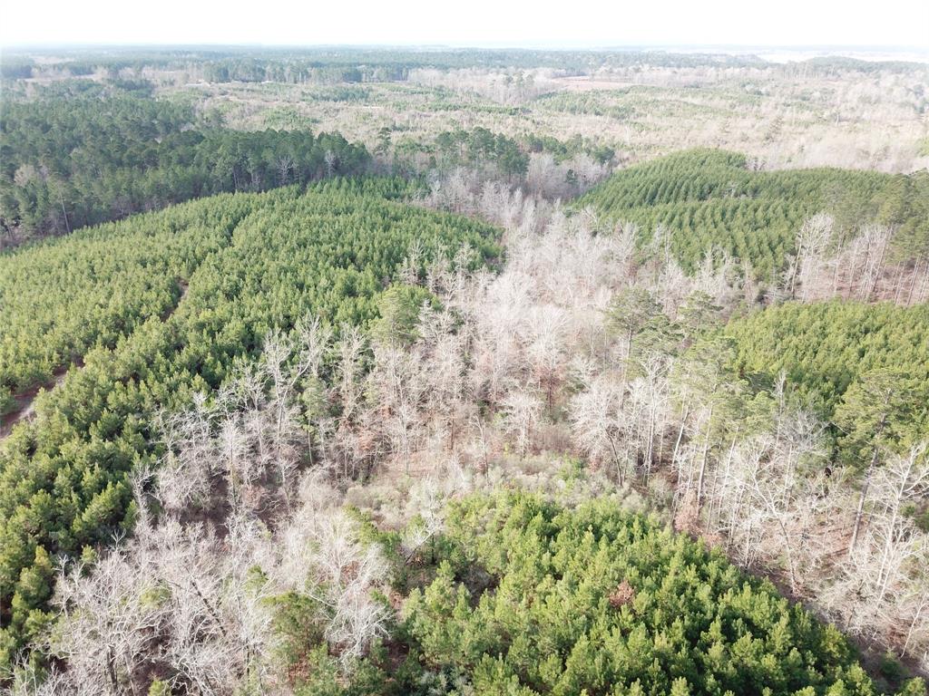 0 McManus Road Zwolle, LA 71486 - Photo 5 of 10 a view of a lush green forest with lots of trees