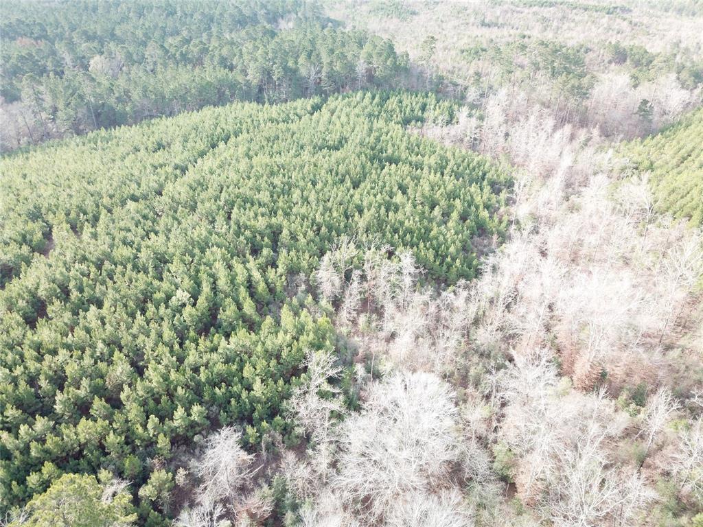 0 McManus Road Zwolle, LA 71486 - Photo 7 of 10 a view of a forest that has a tree