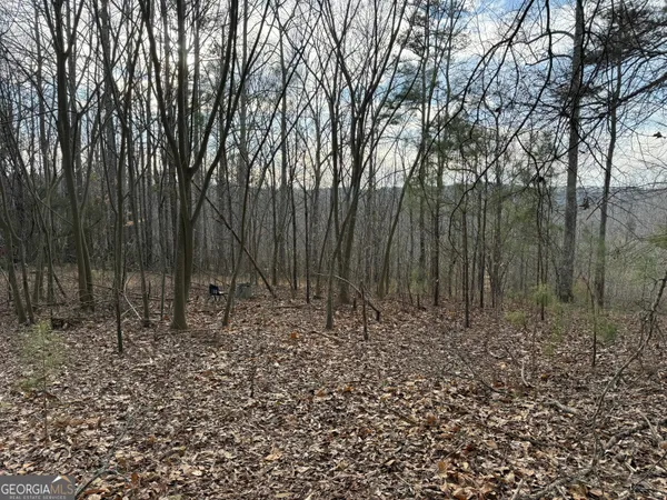 a view of a forest