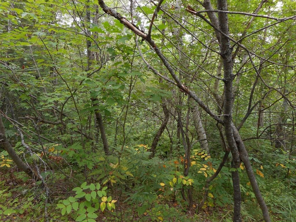 2 French Settlement Road Milford, ME 04461 - Photo 15 of 16 Photo