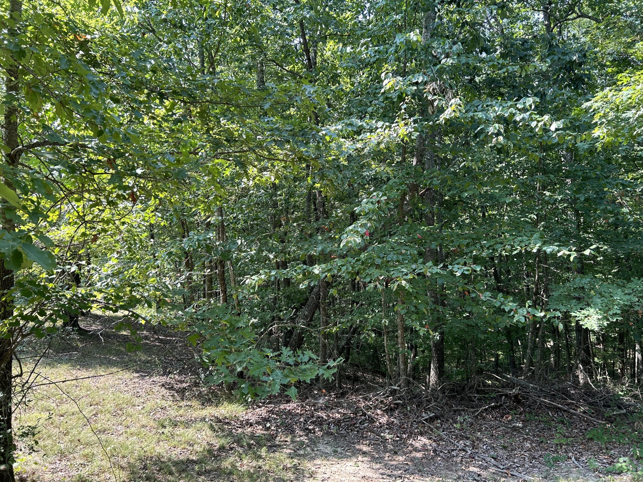 245 Lookout View Drive Jasper, TN 37347 - Photo 12 of 37 a view of a forest with a tree