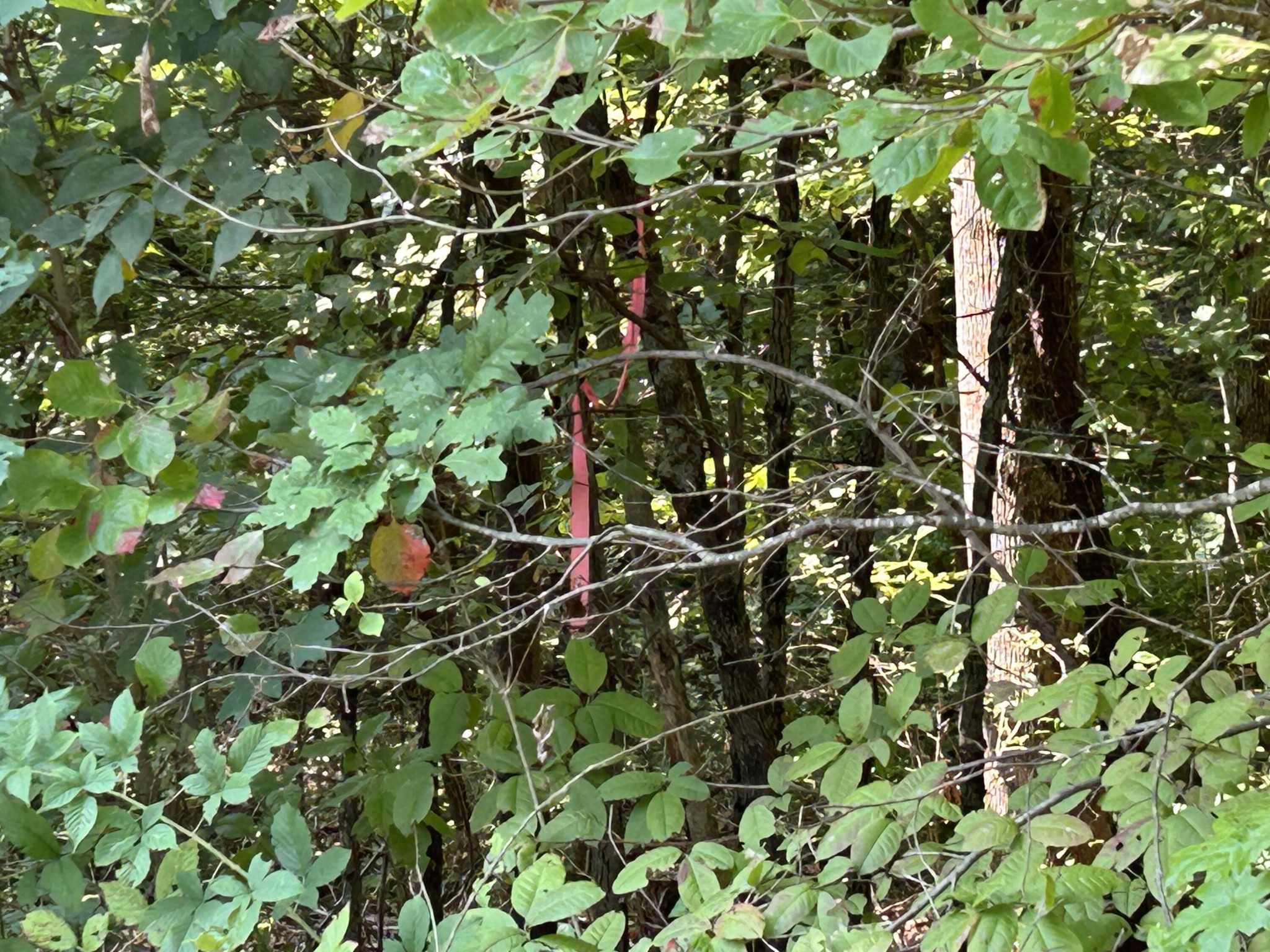 245 Lookout View Drive Jasper, TN 37347 - Photo 15 of 37 a backyard of a house