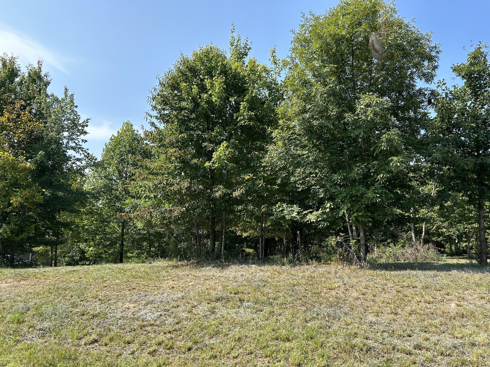 245 Lookout View Drive Jasper, TN 37347 - Photo 7 of 37 a view of a yard with plants and trees
