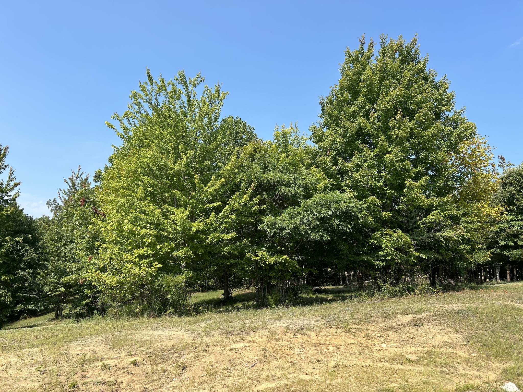 245 Lookout View Drive Jasper, TN 37347 - Photo 10 of 37 a view of a large tree