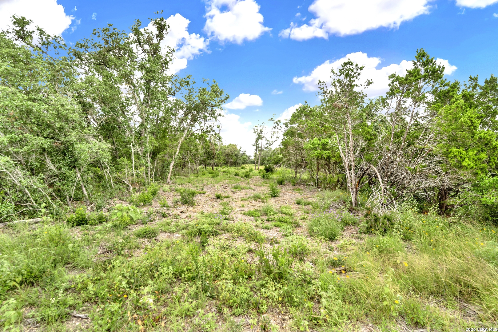 0 Fm 1796 D'Hanis, TX 78850 - Photo 14 of 26 a view of a big yard with large trees