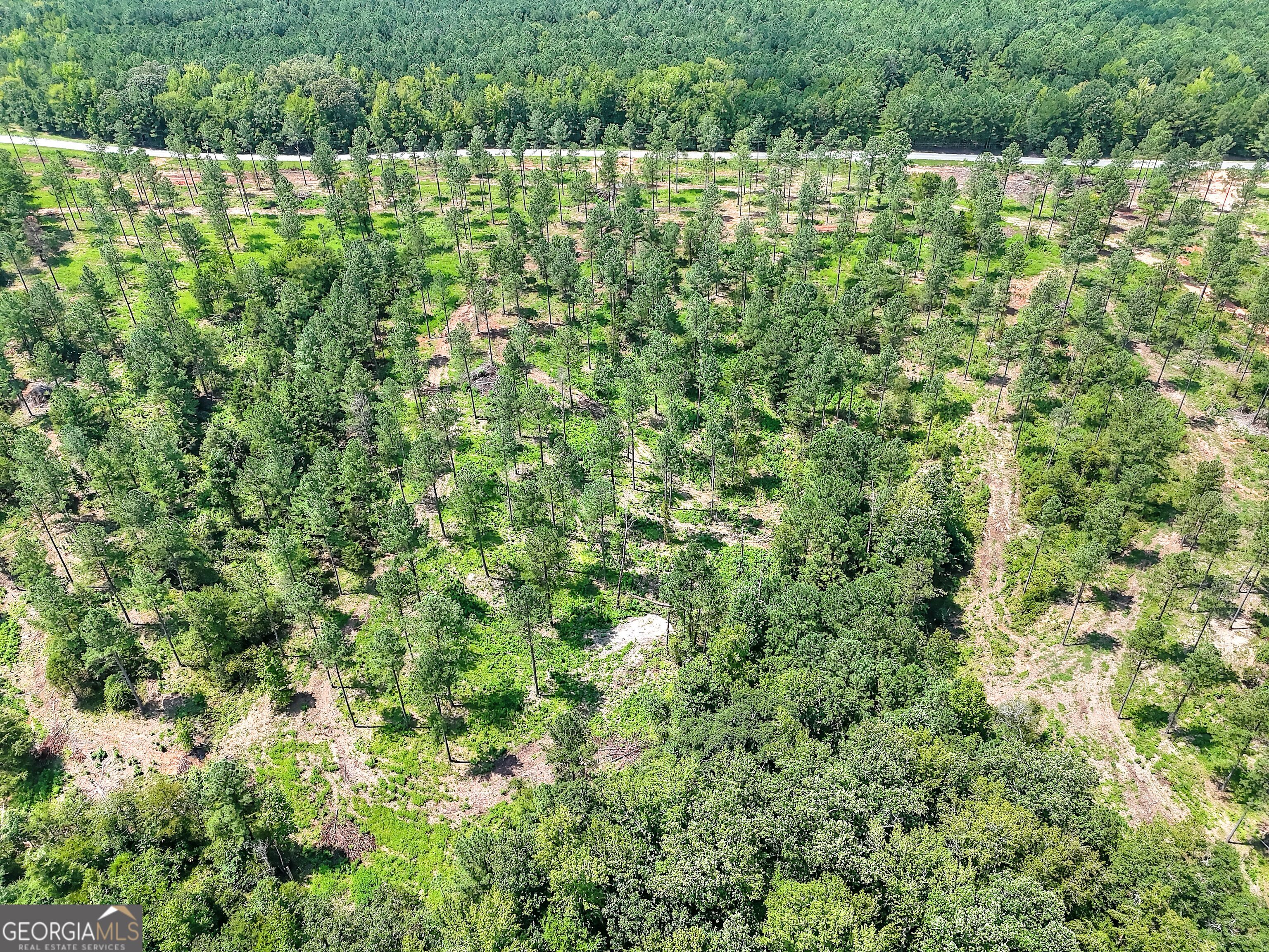 2001 Flat Rock Church Road White Plains, GA 30678 - Photo 11 of 18 a view of a lush green forest with small trees and plants