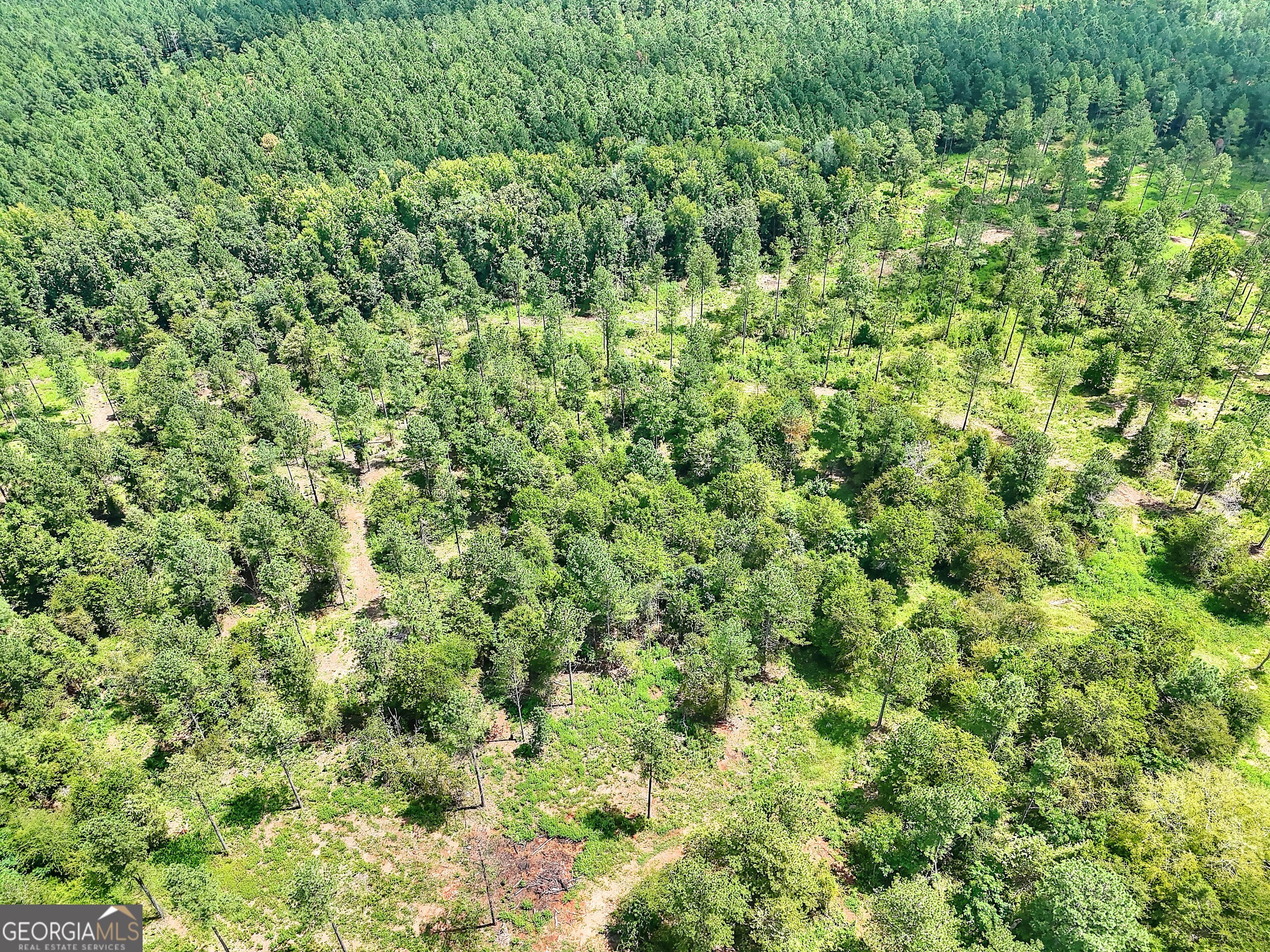 2001 Flat Rock Church Road White Plains, GA 30678 - Photo 18 of 18 a view of a lush green forest with a tree