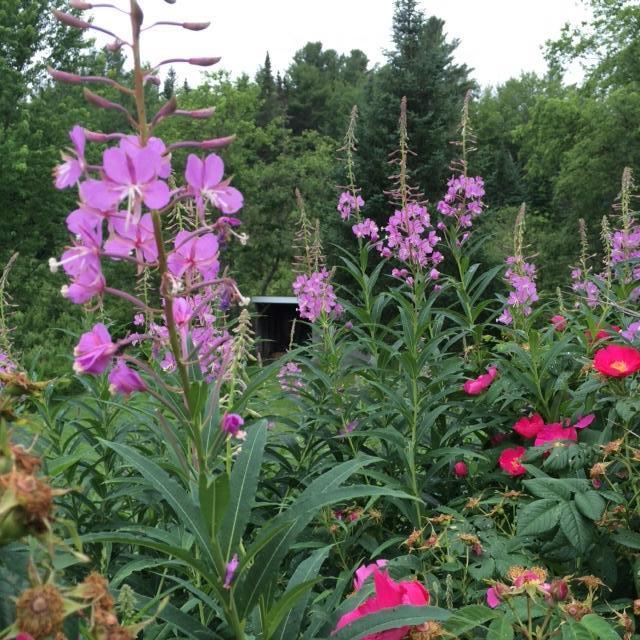 571 Muskrat Farm Road Prospect, ME 04981 - Photo 23 of 39 IMG_4995
