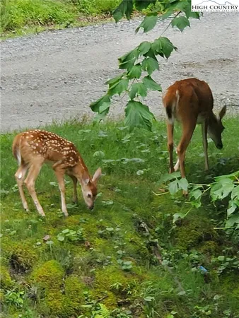 $975,000 | 167 Rhododendron Drive, Beech Mountain, NC 28604