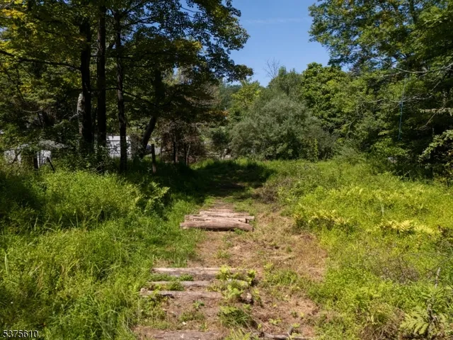 a view of a yard with plants and large trees