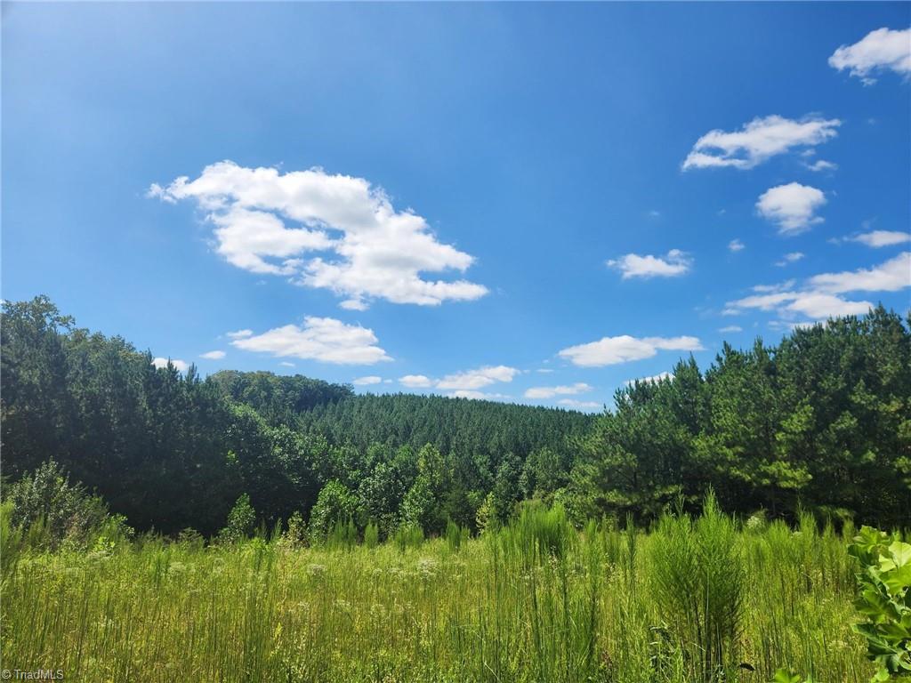 Gorgeous meadows and 75 acres of 15 yr Pines