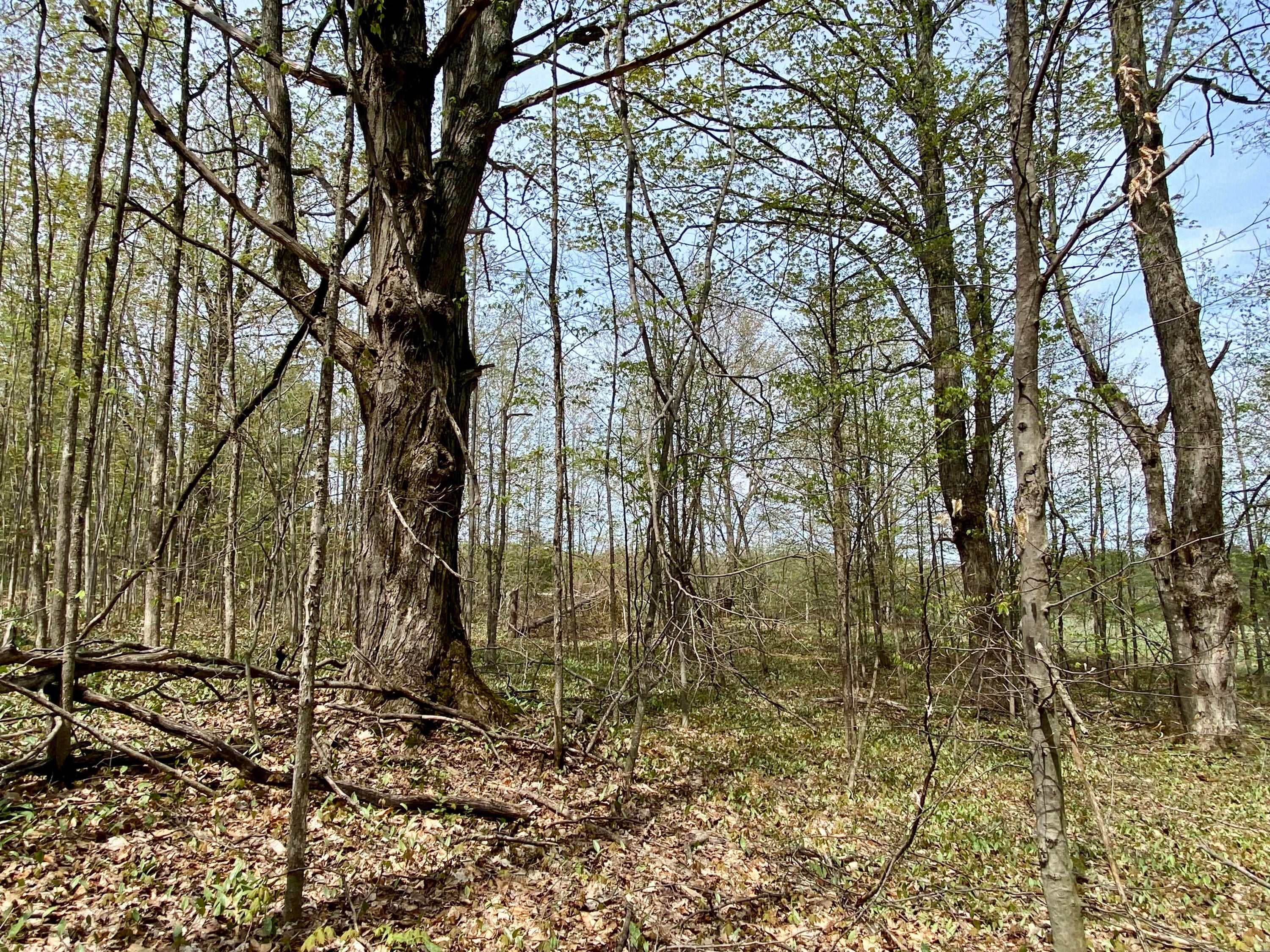 9.49-ac Hayes Tower Road Gaylord, MI 49735 - Photo 13 of 16 9