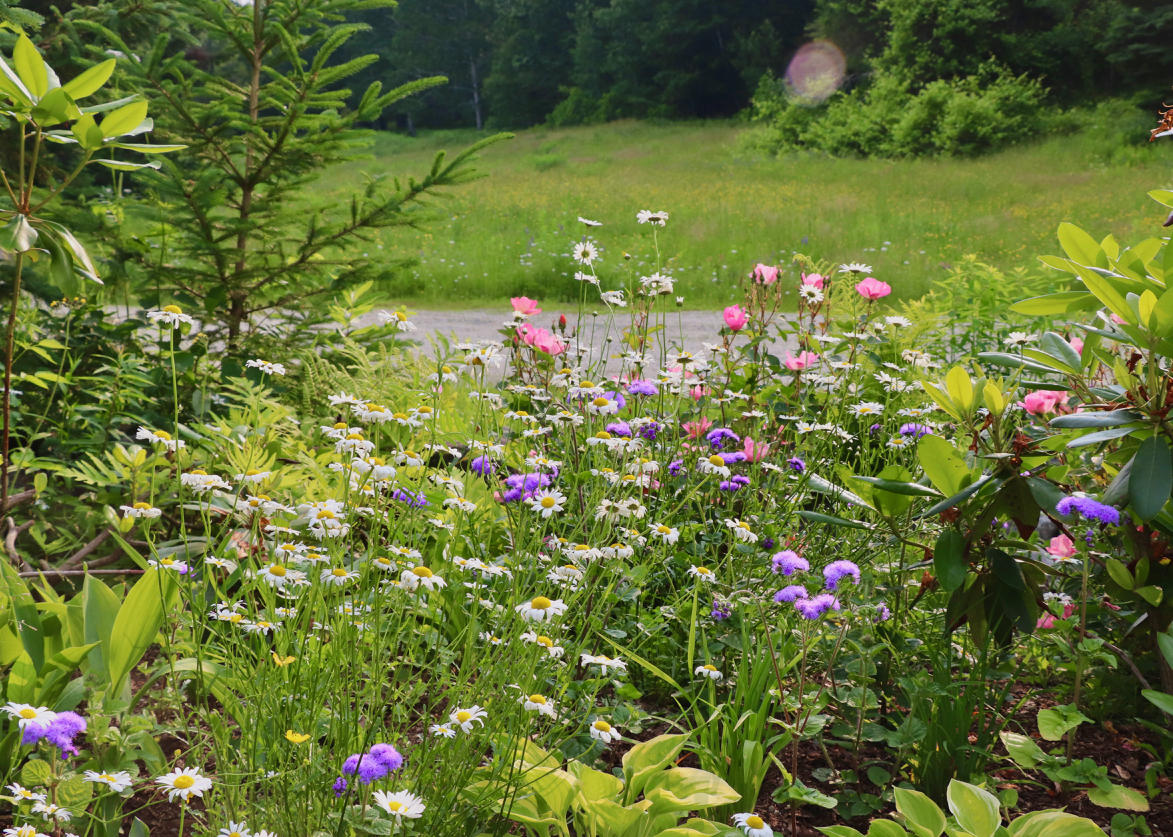 325 North Sedgwick Road Sedgwick, ME 04676 - Photo 53 of 61 Perennials