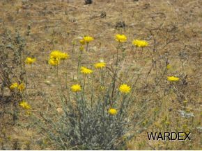 4740 Quartzite Road Golden Valley, AZ 86413 - Photo 23 of 36 Additional Photo