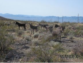 4740 Quartzite Road Golden Valley, AZ 86413 - Photo 35 of 36 Additional Photo