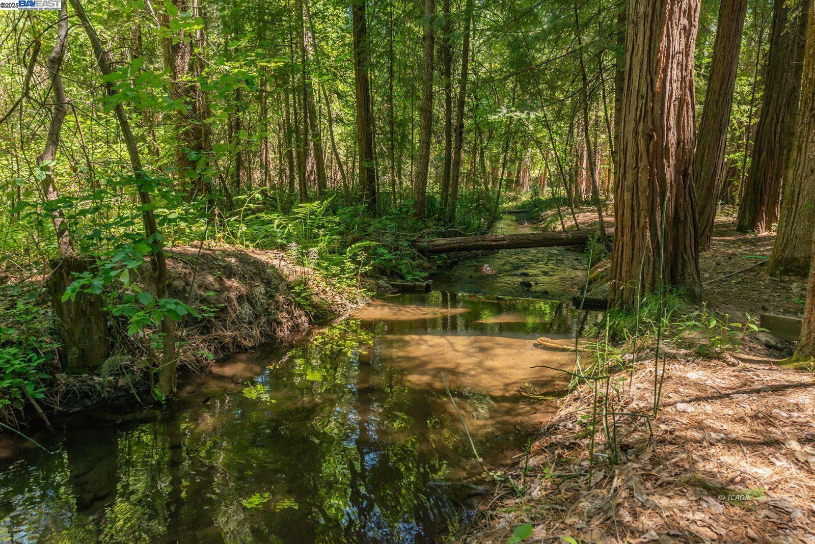 30 Dorleska Court Trinity Center, CA 96091 - Photo 41 of 50 a view of a yard with large trees