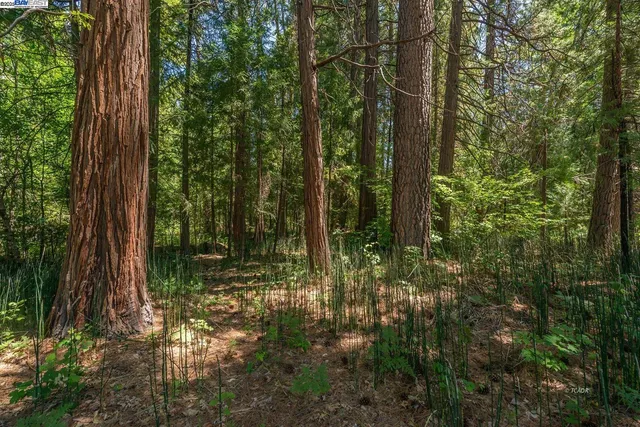 a view of a house with backyard and trees