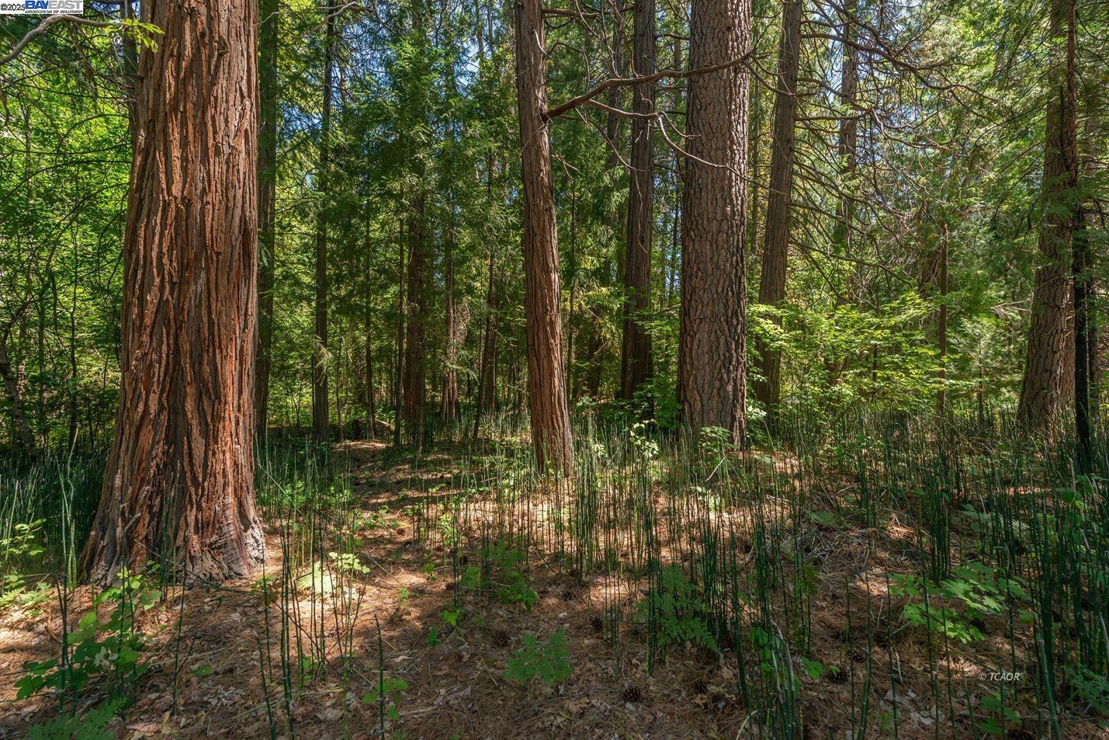 30 Dorleska Court Trinity Center, CA 96091 - Photo 44 of 50 a view of forest