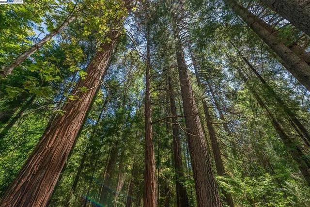 a view of room with toys and plants