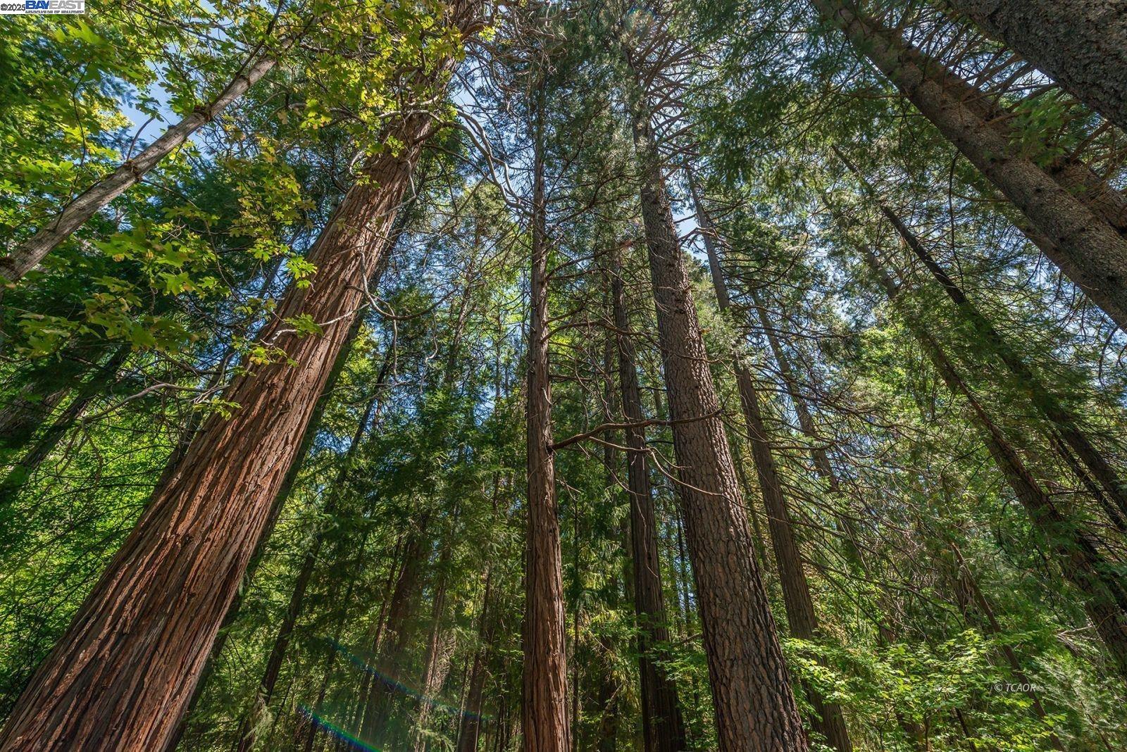 30 Dorleska Court Trinity Center, CA 96091 - Photo 45 of 50