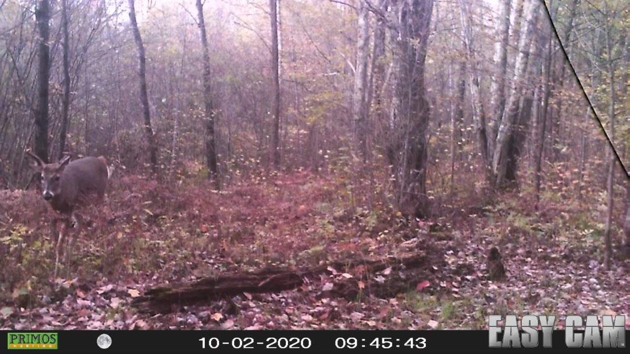 6981 Browns Road Winter, WI 54896 - Photo 22 of 31 Gallery Image 22