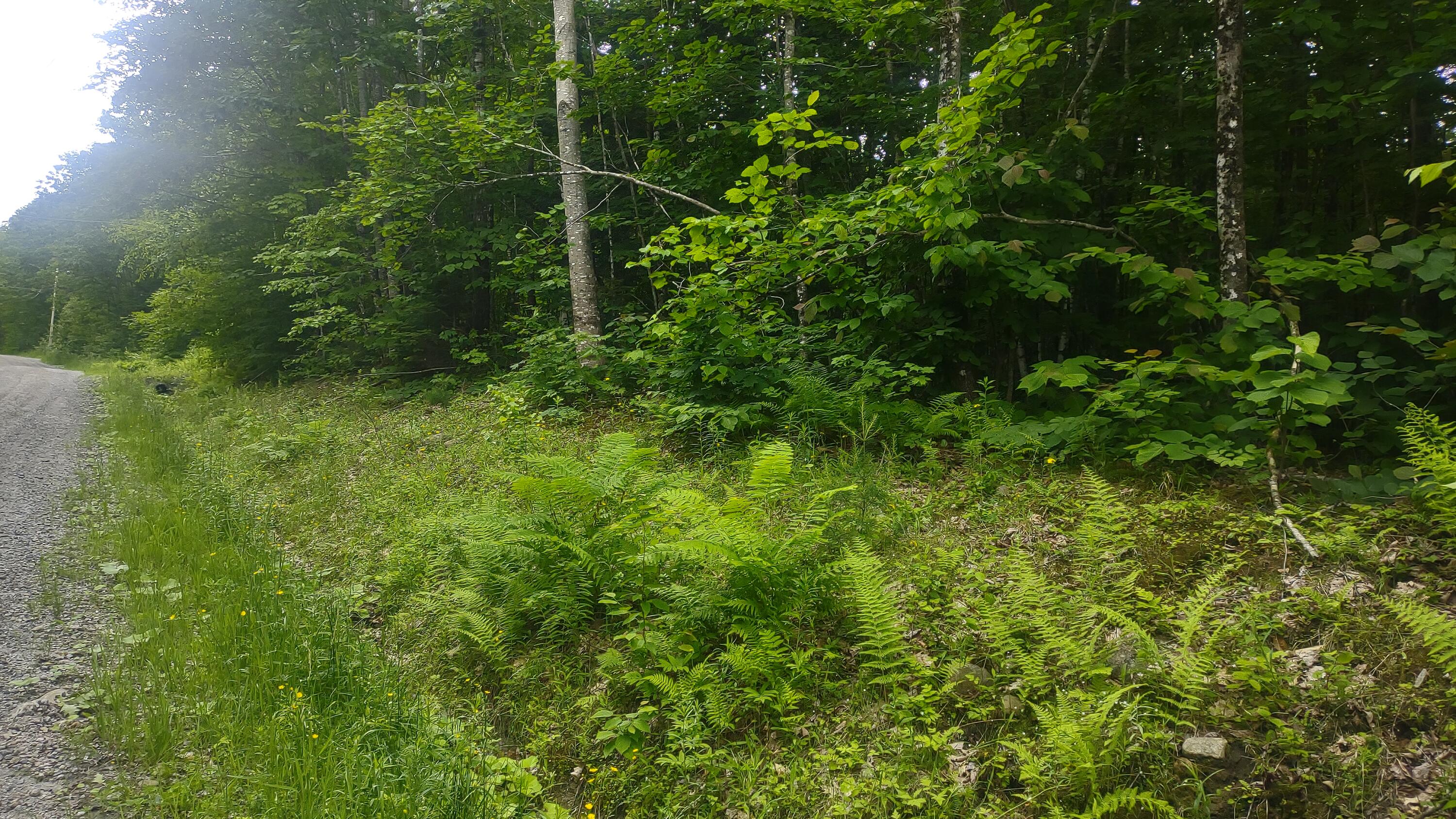 Tbd Stream Road Vienna, ME 04360 - Photo 4 of 7 1000006964