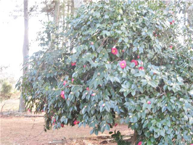 232-c C Cc Routh Road Bear Creek, NC 27207 - Photo 22 of 24 a close up of a tree