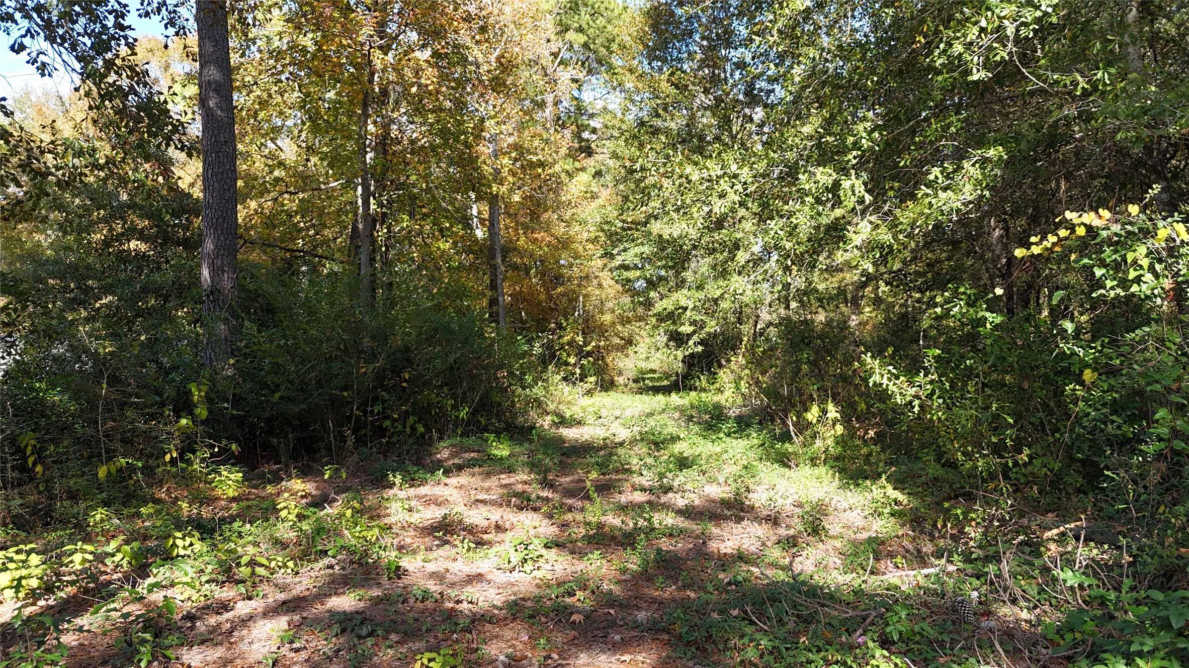 13720 Highway 59 Splendora, TX 77372 - Photo 13 of 15 a view of a yard with plants and trees