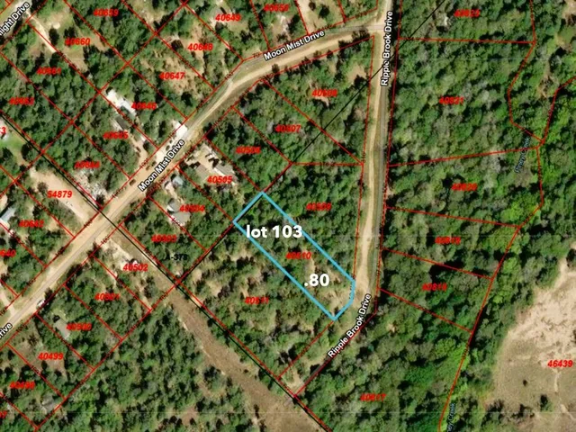 a view of a forest with trees